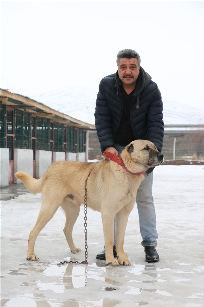 Zorro, Türkiye´yi temsil edecek