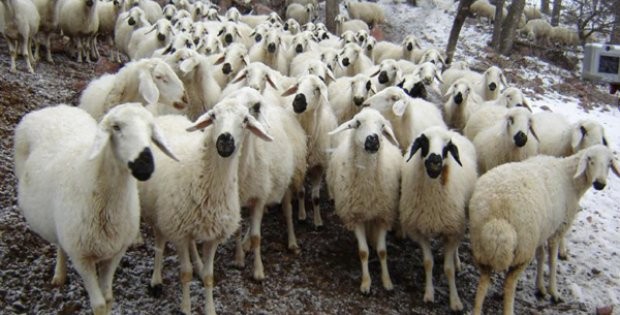 Sivasta Karantina Kalktı
