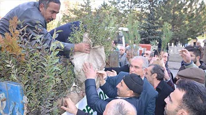 Camide fidan dağıtıldı