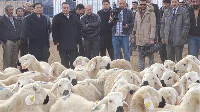Sertifikalı damızlık