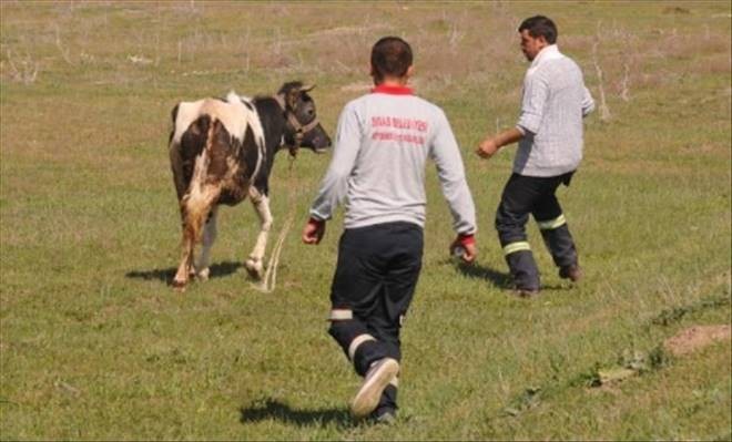 Ahırdan Kaçan İneği, Polis Memuru Kesti