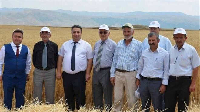 İlk hasat yapıldı