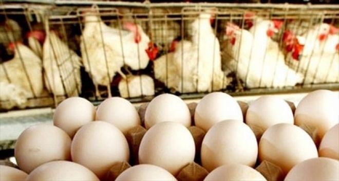 Kanatlı hayvan sayısı uçtu