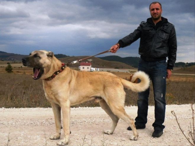 Kaz Dağları´nda 