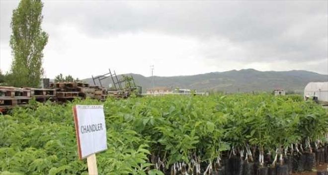 Sivas´ta Çiftçilere Ceviz Fidanı Dağıtıldı