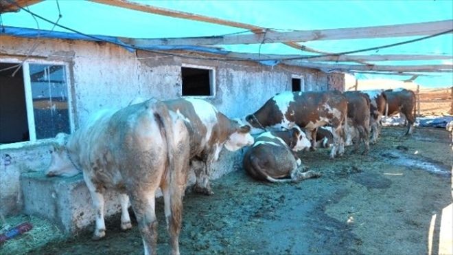 Sivas´ta Çiftçilere Damızlık İnek Dağıtıldı18 saat önce
