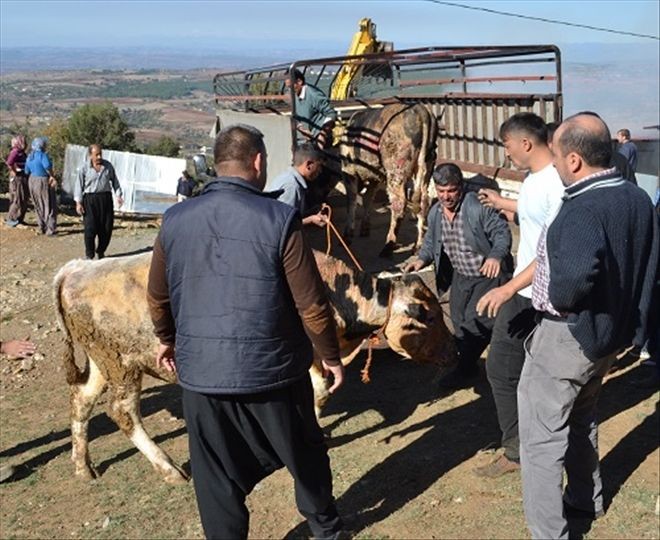 Besi Çiftliğinde Yangın