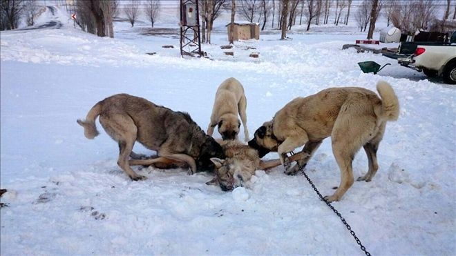 Sürüye Saldıran Dev Yaban Domuzunu Kangal Köpekleri Boğdu