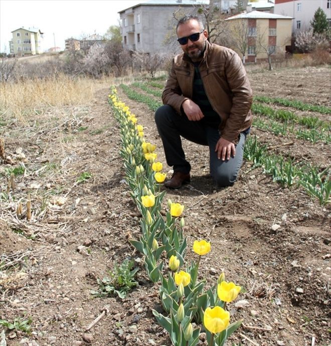Deneme Amaçlı Lale Bahçesi Kurdu