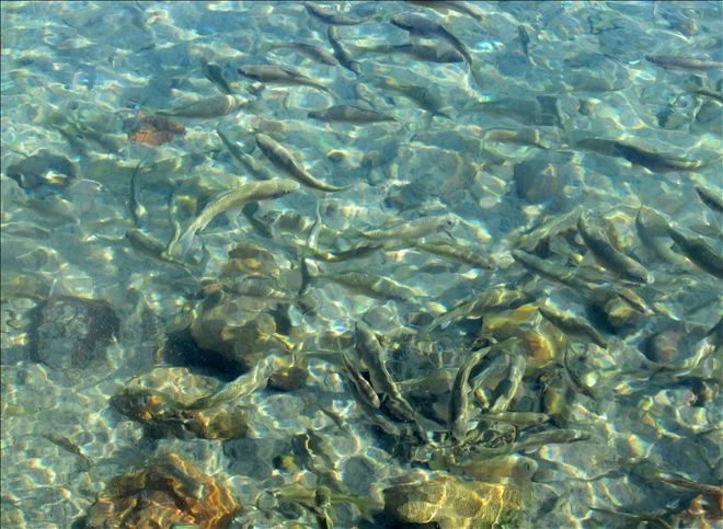Kalkım Balıklı Kaplıcası Turizme Kazandırılıyor
