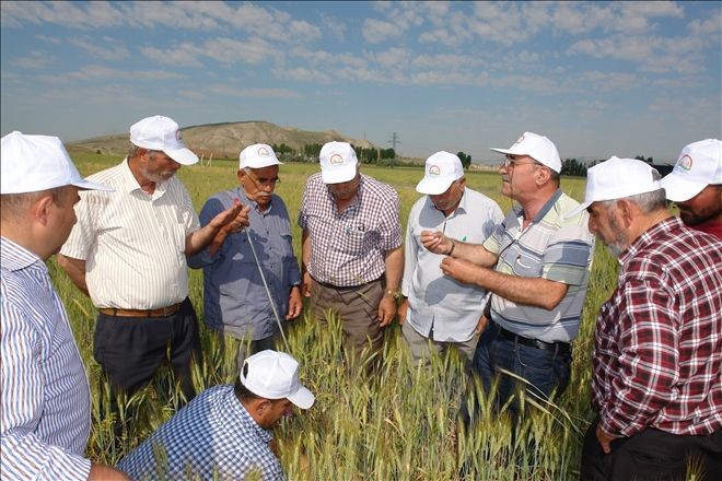 Seyit Yıldız, Süne Mücadelesi İçin Sahada