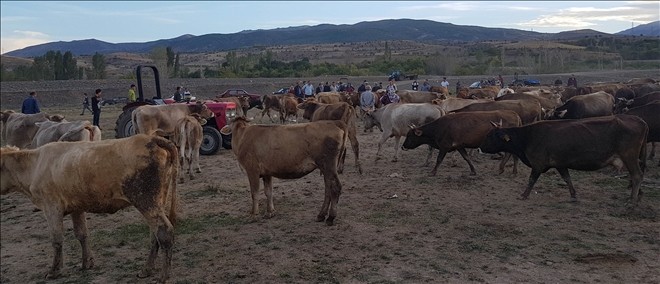 Fazla otlayan 5 büyükbaş, telef olmak üzereyken kesildi