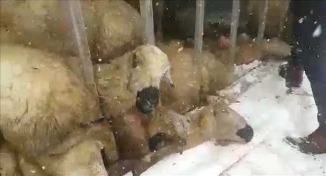 Devrilen TIR´ın dorsesindeki koyunları çevredekiler kurtardı