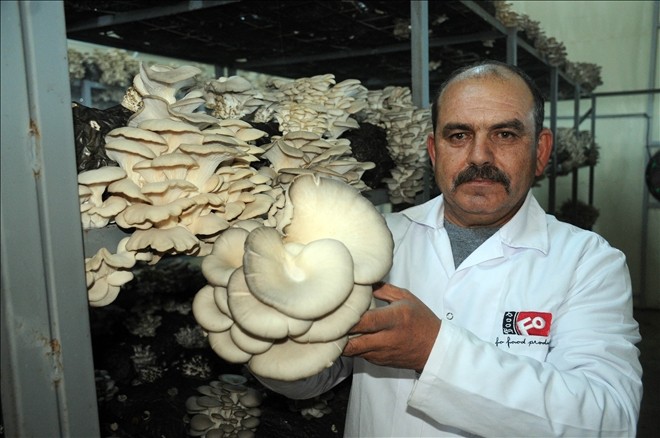 İstanbul´dan köyüne döndü, istiridye mantarı yetiştiriyor