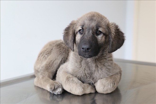 Yavru köpeğin bağırsağından vida ve tel çıktı