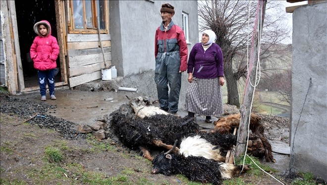 Sivas´ta koyun- keçi vebası paniği