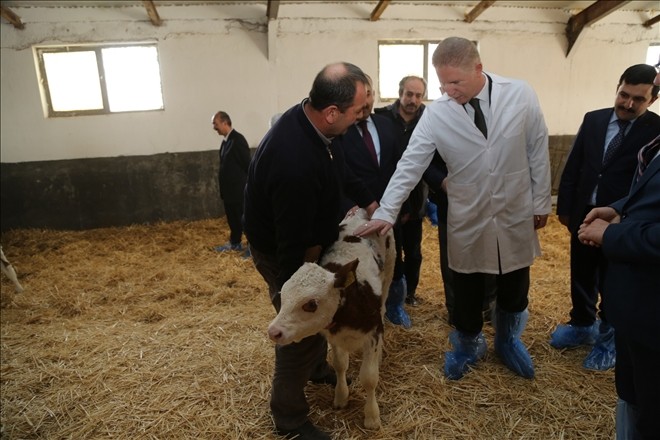 Üstün Vasıflı Sığırlar Ulaş´ta Doğmaya Başladı