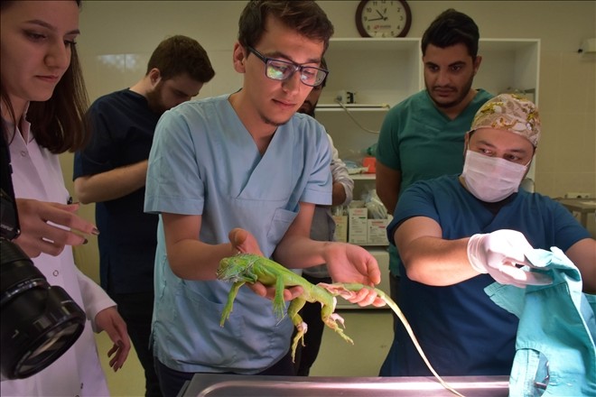 Bacağı kırılan iguana ´Abidin´e hassas operasyon