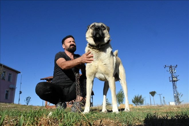Kangal üreticisi: Köpeklerimizin İtalya´ya gitmesinden gurur duyarız