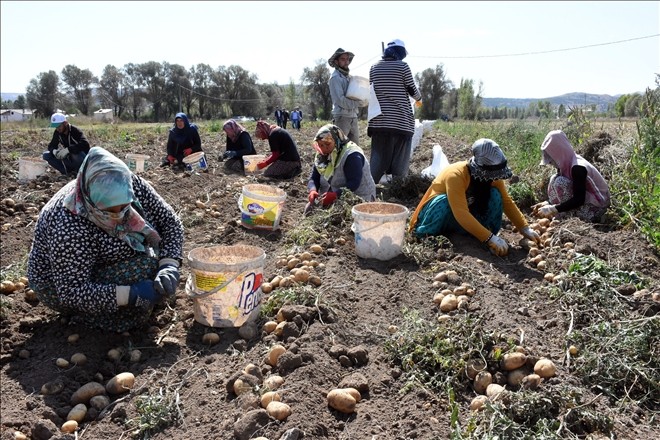 Sivas´ta patates hasadı başladı
