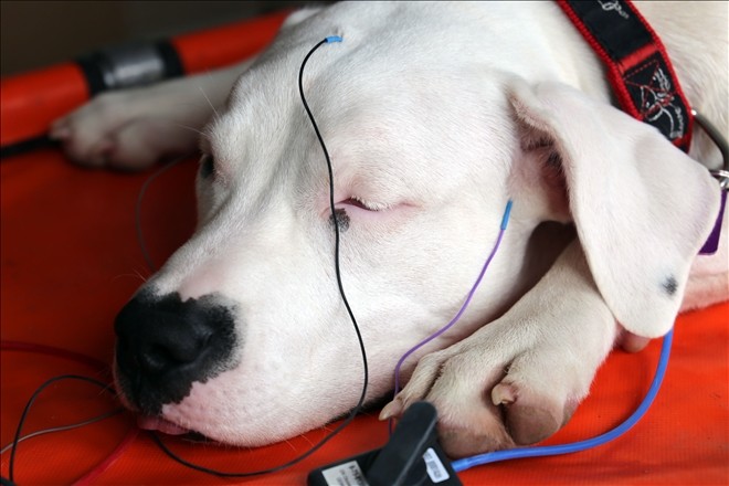 Adana´dan getirilen köpeğe Sivas´ta işitme testi