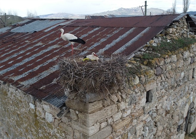 Leylekler asırlık yuvalarına döndü
