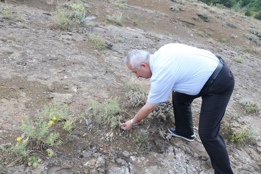 Dünya tarihine ışık tutacak fosiller bulundu