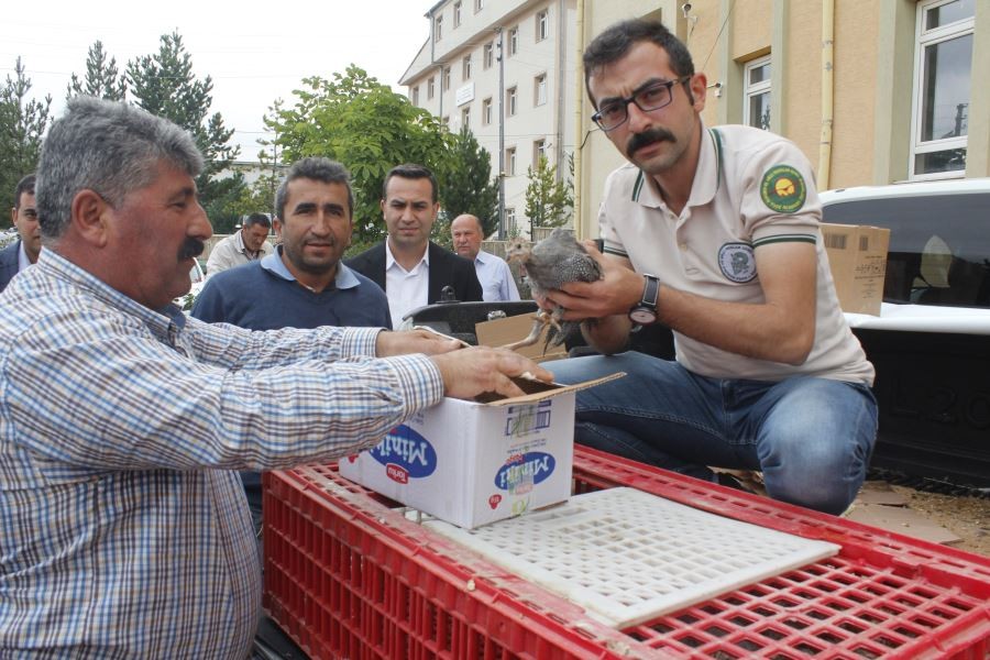 Beç tavukları kenelere göz açtırmayacak