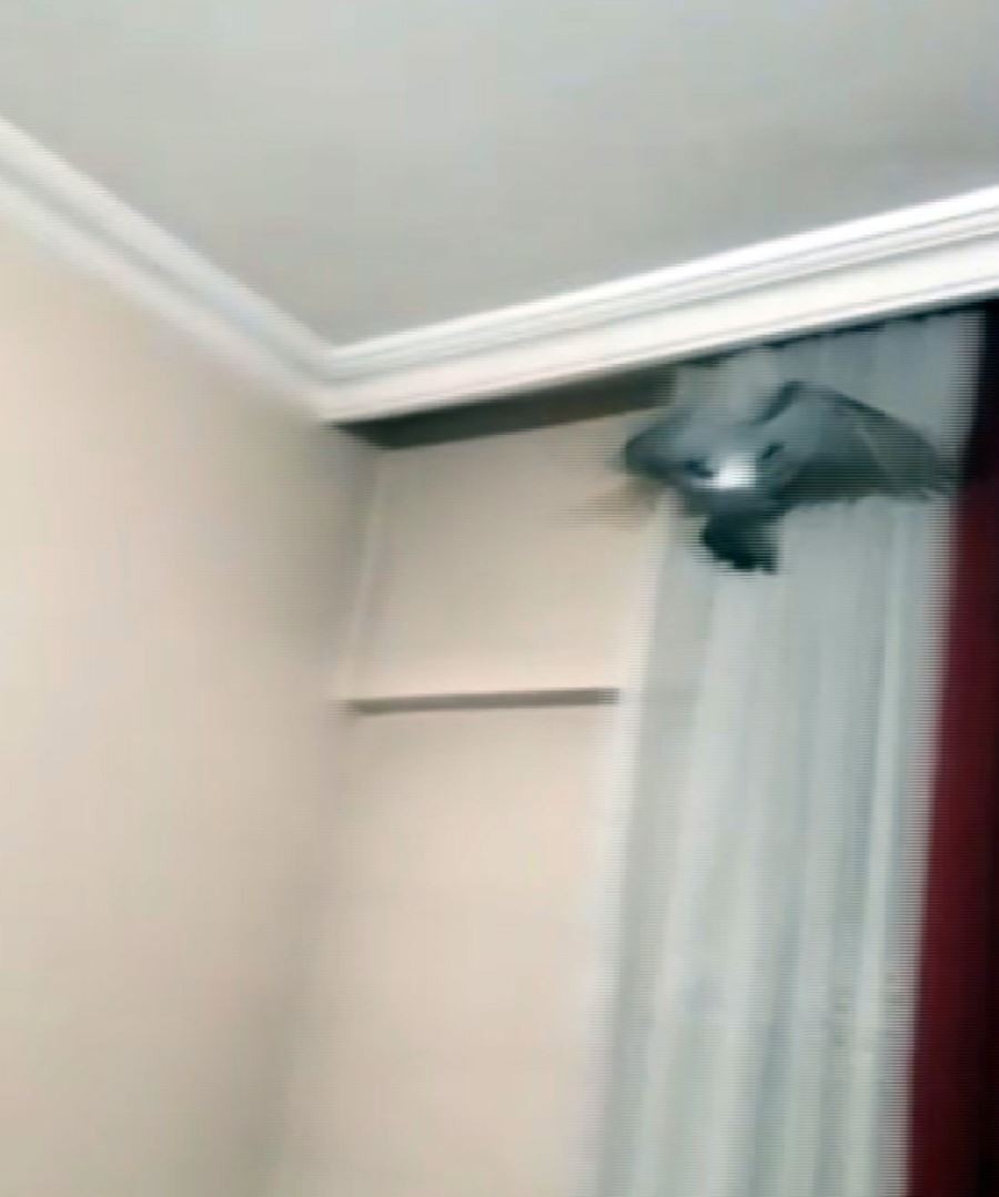  Evde mahsur kalan güvercini itfaiye kurtardı 