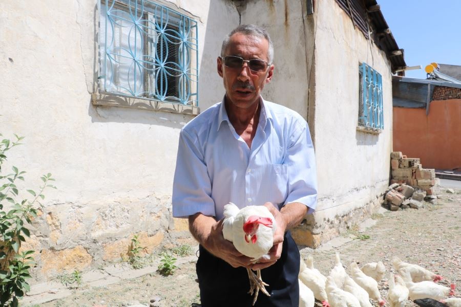 Tavukları için kiraladığı evi kümese dönüştürdü 