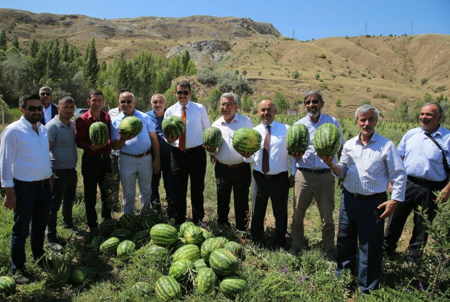 Bozkırda karpuz hasadı 