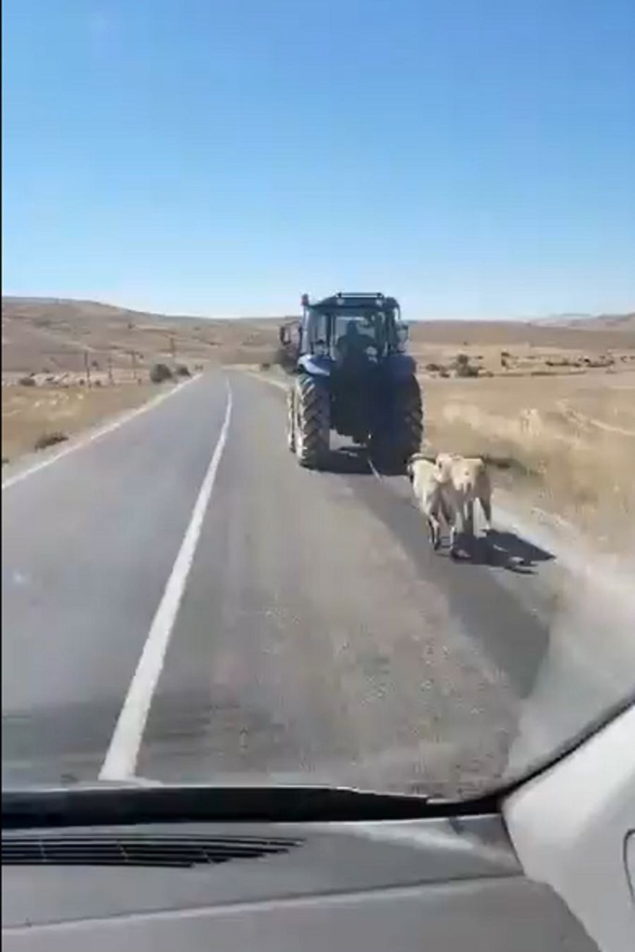 İki köpeği traktör arkasına bağlayarak sürükledi 