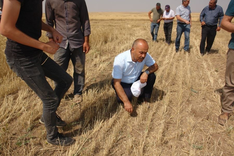  Toprak işlemesiz tarım yaygınlaşıyor 