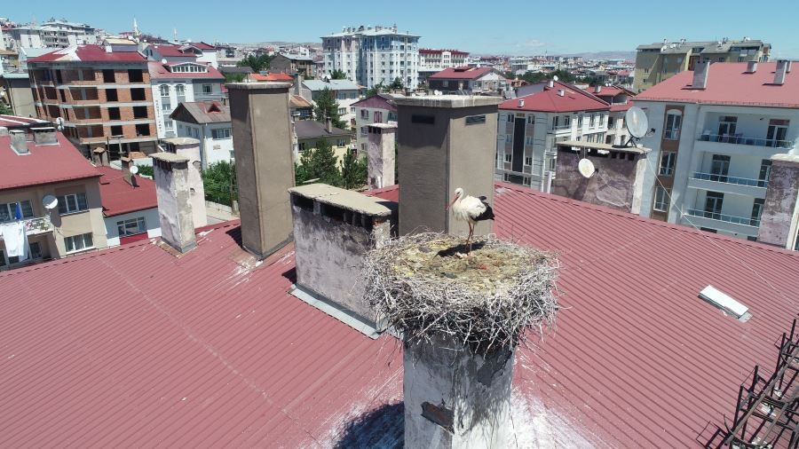50 yıldır leyleklerle komşuluk yapıyorlar 