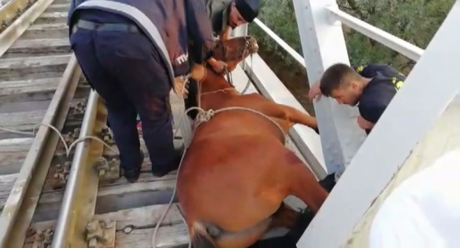 Raylara sıkışan at kurtarıldı 