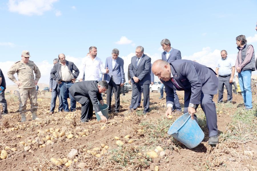 Tohumluk patateste  birinci sıradayız