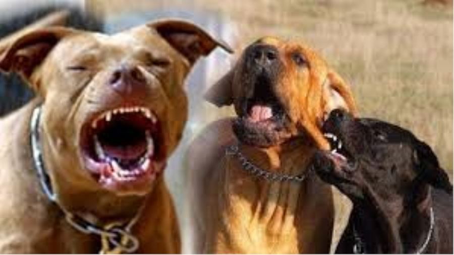Bu köpekleri besleyenlere 7 bin 802 lira ceza