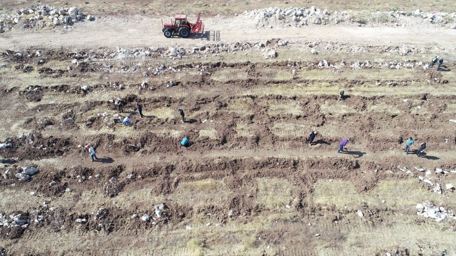 80 yaşında, orman yakanlara inat ormanlar oluşturuyor