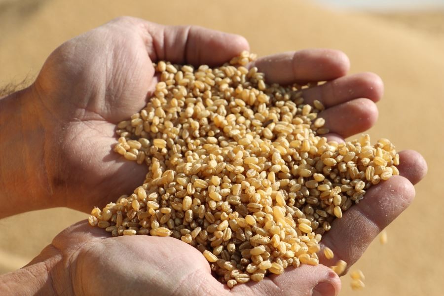 Günde 60 ton pişirip kurutuyorlar