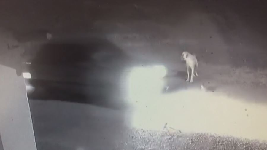 Dikkatsiz sürücü ezdi geçti, yardımına Kangal koştu