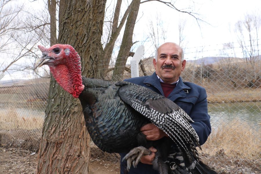 10 tane hindiyle başladı, sürü sahibi oldu, yılbaşını iple çekiyor