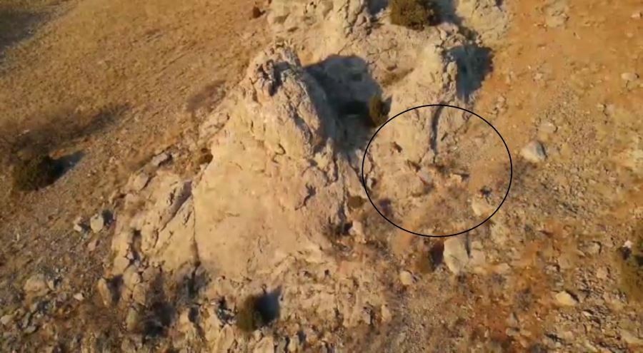 Yaban keçileri drone yakalandı
