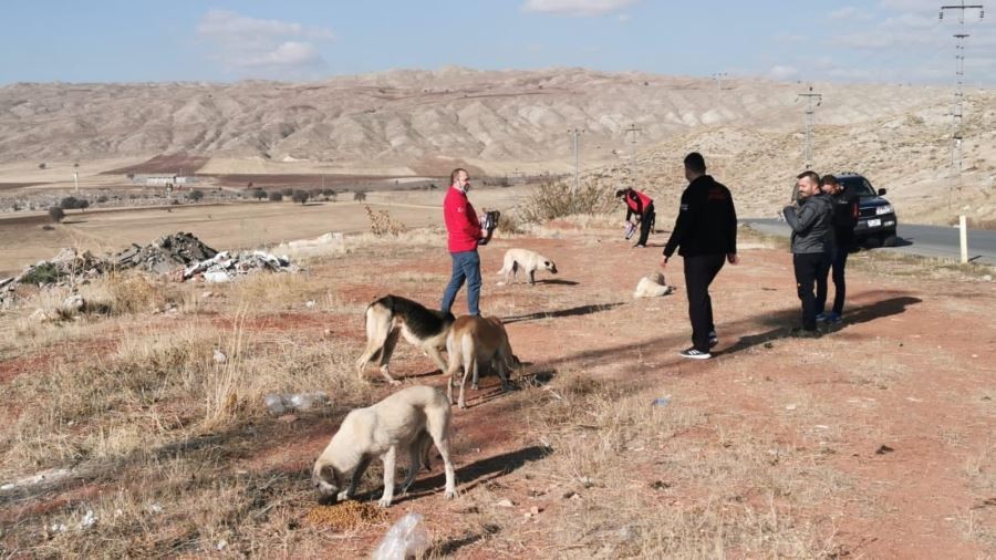 Sivas’ta sokak hayvanları unutulmadı