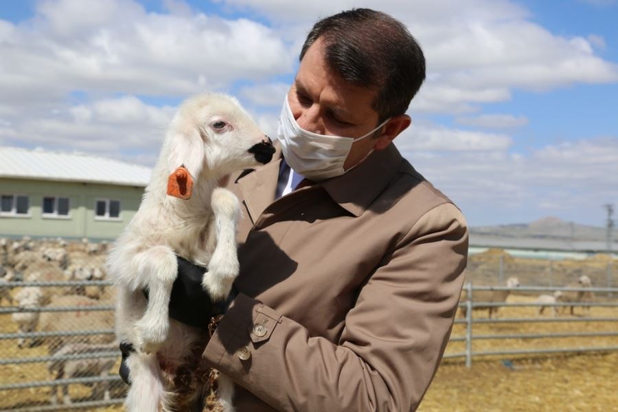  Hedef, Bir Milyon Kangal Akkaraman Koyunu