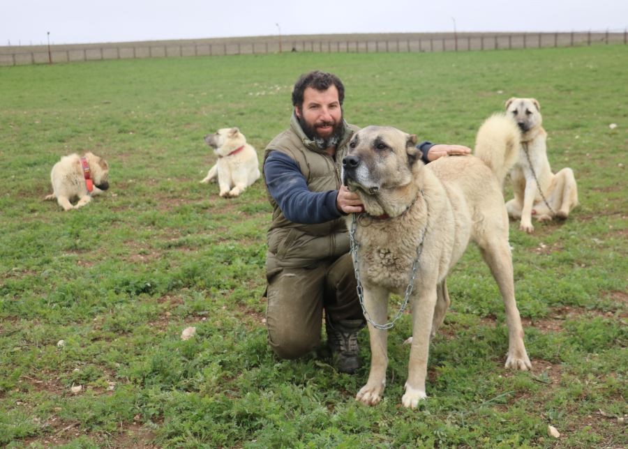 Safkan kangal saldırmaz