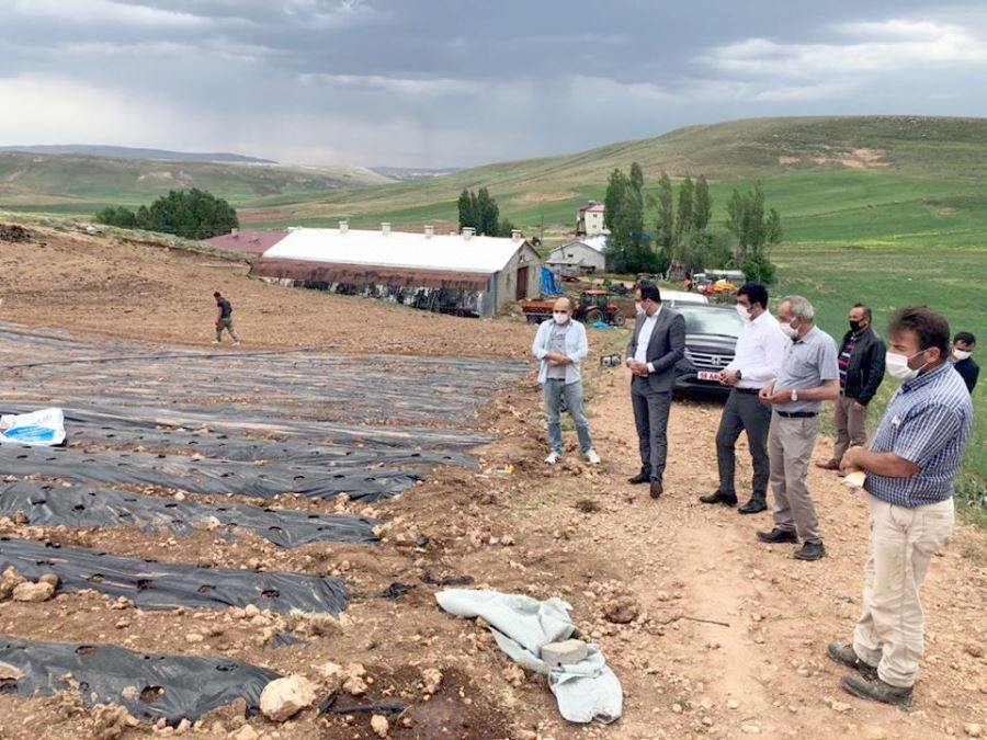 Altınyayla’da çilek fideleri  toprakla buluşturuldu