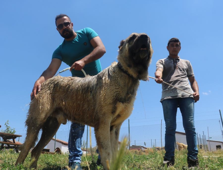 Sıcaktan bunalan Kangallar, suyla serinletiliyor