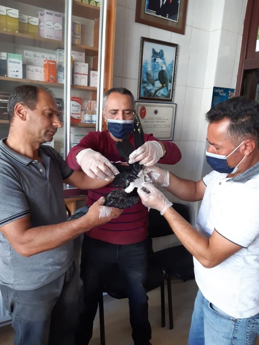 Yaralı karganın kırılan kanadını alçıya aldılar