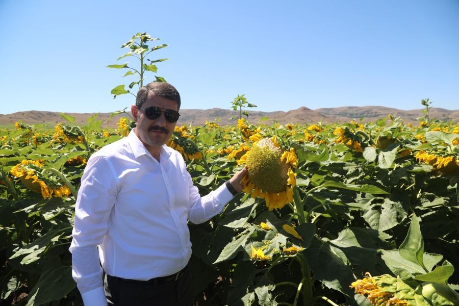 Bozkır sarıya büründü