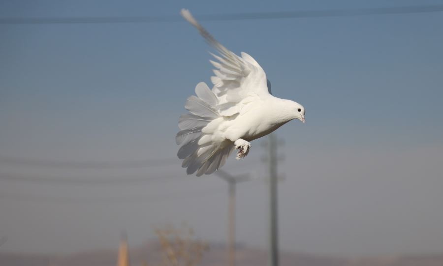 Bu kuşlara fiyat biçilemiyor, tescil için gün sayıyorlar 